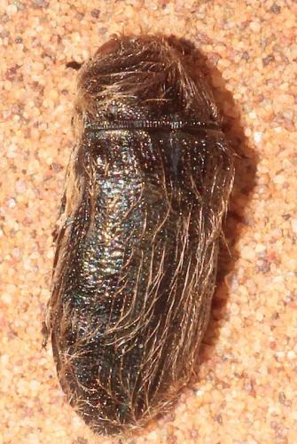 Acmaeoderella sp.